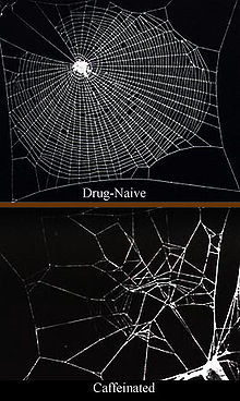 220px-Caffeinated_spiderwebs